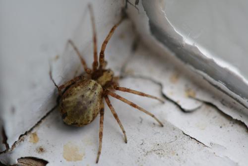 Philodromus sp.